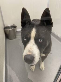 Pit Bull Terrier Dogs Available for Adoption - Bobby Boucher | PetCurious