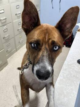 TETE -  Dutch Shepherd and Mixed Breed Dog for Adoption in Killeen, Texas - TETE | PetCurious