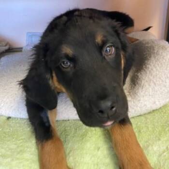 Hound Dogs Available for Adoption in Eaton, Ohio - Gumble | PetCurious