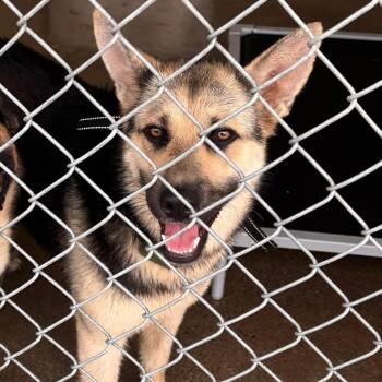 Lulu (26-235) -  German Shepherd Dog Dog for Adoption in New Ringgold, Pennsylvania - Lulu (26-235) | PetCurious