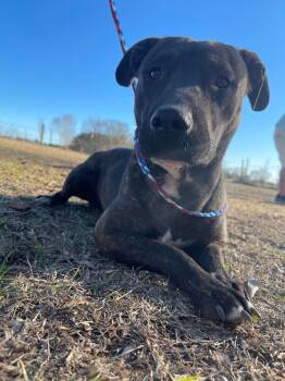 Rescue Mountain Cur Dogs for Adoption in Troy, Alabama - Heath | PetCurious