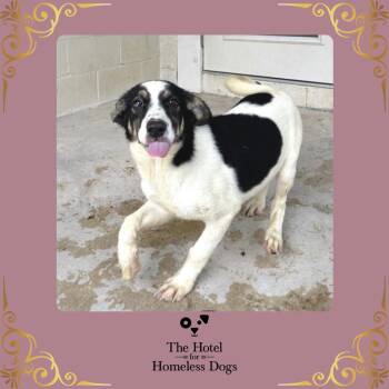 Holly -  Labrador Retriever and Terrier Dog for Adoption in Cumberland, Rhode Island - Holly | PetCurious