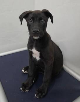 Pikachu -  German Shepherd Dog and Labrador Retriever Dog for Adoption in Sedalia, Colorado - Pikachu | PetCurious