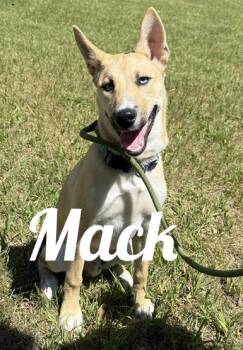 Husky and Labrador Retriever Dogs Available for Adoption in Manistee, Michigan - Mack | PetCurious
