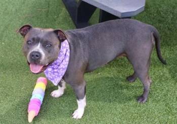 Paisley -  Mixed Breed Dog for Adoption in Athens, Georgia - Paisley | PetCurious