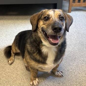 Skippy -  Mixed Breed Dog for Adoption in Lansing, Michigan - Skippy | PetCurious