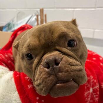 Honey -  French Bulldog Dog for Adoption in Hampton Bays, New York - Honey | PetCurious