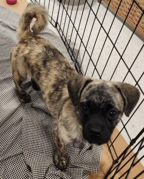 Pug and Dachshund Dogs Available for Adoption in Houston, Texas - Beanie | PetCurious