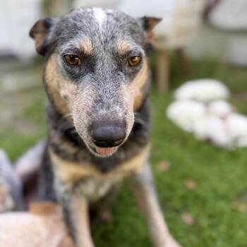 Australian Cattle Dog Blue Heeler Dogs Available for Adoption in Sonoma, California - Queenie | PetCurious