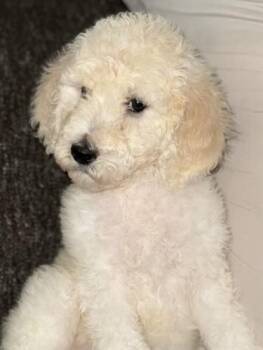 Chloe -  Goldendoodle Dog for Adoption in Cerritos, California - Chloe | PetCurious