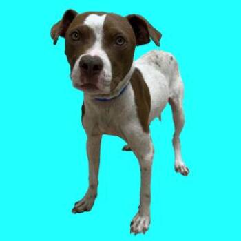 Mixed Breed Dogs Available for Adoption in Alabaster, Alabama - Graham | PetCurious