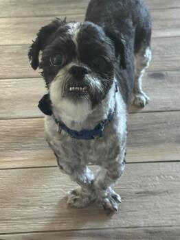 Banner -  Shih Tzu Dog for Adoption in Mesa, Arizona - Banner | PetCurious