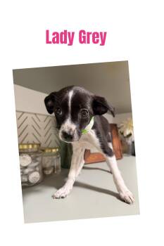 Lady Grey -  Chihuahua Dog for Adoption in Eugene, Oregon - Lady Grey | PetCurious