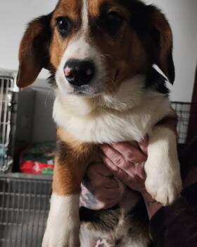 Corgi Dogs Available for Adoption in Egg Harbor City, New Jersey - Corgi Pup | PetCurious