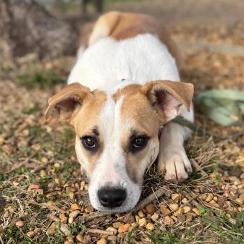Mixed Breed Dogs Available for Adoption - Molly | PetCurious