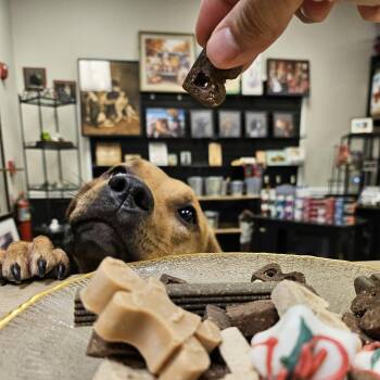 American Staffordshire Terrier and Shepherd Dogs Available for Adoption in South Elgin, Illinois - Holly - Home To Home | PetCurious