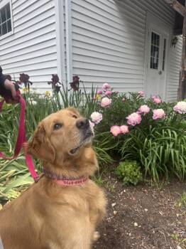 Rescue Golden Retriever Dogs for Adoption in Hudson, Massachusetts - Rosebud | PetCurious