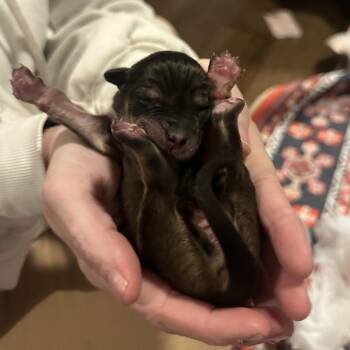 Mixed Breed Dogs Available for Adoption - Ivy C-34468 | PetCurious