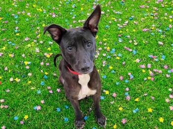 American Staffordshire Terrier Dogs Available for Adoption in Fort Lauderdale, Florida - VALERIE | PetCurious