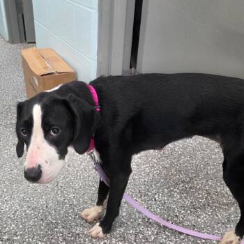 Anastasia -  Hound and Mixed Breed Dog for Adoption in Parkersburg, West Virginia - Anastasia | PetCurious