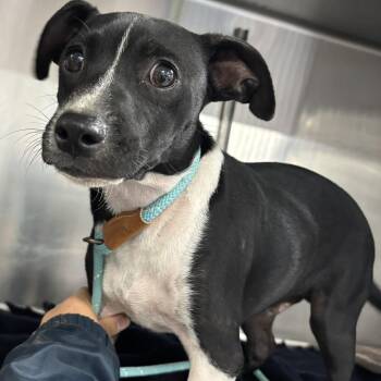 Gilbert -  Terrier Dog for Adoption in Allegan, Michigan - Gilbert | PetCurious