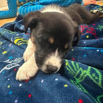 Throttle -  Mixed Breed Dog for Adoption in Fredericksburg, Virginia - Throttle | PetCurious