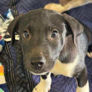 Hank -  Black Labrador Retriever and Mixed Breed Dog for Adoption in Goleta, California - Hank | PetCurious