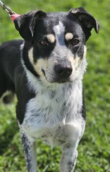 Rescue Cattle Dog and Mixed Breed Dogs for Adoption in West Chester, Pennsylvania - Shiva Fka Dog 19 | PetCurious
