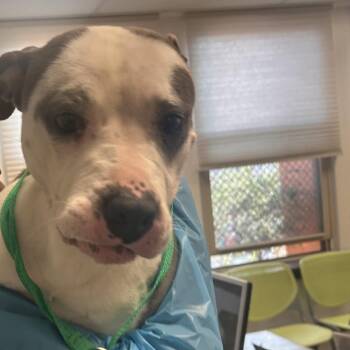 Mixed Breed Dogs Available for Adoption - Hellodor | PetCurious