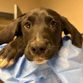 Luke -  Mixed Breed Dog for Adoption in Huntington, West Virginia - Luke | PetCurious