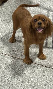 Tara. Ruby -  Cavalier King Charles Spaniel Dog for Adoption in Antwerp, Ohio - Tara. Ruby | PetCurious