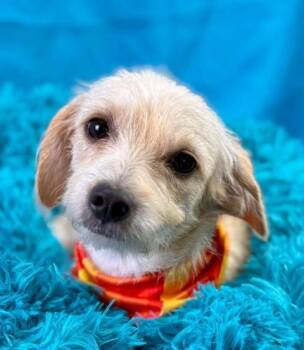 Rescue Terrier Dogs for Adoption in Hondo, Texas - Mabel - Given Away For Free At A Flea Market - But She