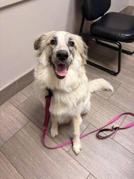 Great Pyrenees and Mixed Breed Dogs Available for Adoption - Zara | PetCurious