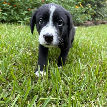 Indy -  Black Labrador Retriever and German Shepherd Dog Dog for Adoption in Humble, Texas - Indy | PetCurious