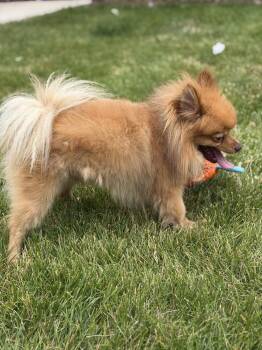 Max -  Pomeranian Dog for Adoption in Littleton, Colorado - Max | PetCurious