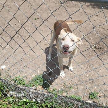 RED -  Husky Dog for Adoption in San Antonio, Texas - RED | PetCurious