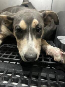Mixed Breed Dogs Available for Adoption in Dallas, Texas - ABEL | PetCurious