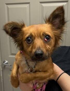 Shirley Temple -  Spaniel and Terrier Dog for Adoption in Littleton, Colorado - Shirley Temple | PetCurious
