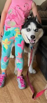 Husky Dogs Available for Adoption in Bayport, New York - Shadow | PetCurious