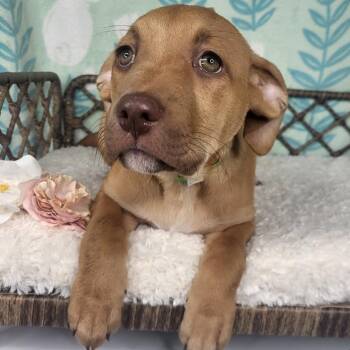Lilac -  Black Labrador Retriever Dog for Adoption in Fort Wayne, Indiana - Lilac | PetCurious