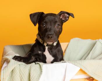 Manny -  Pit Bull Terrier and French Bulldog Dog for Adoption in Pflugerville, Texas - Manny | PetCurious