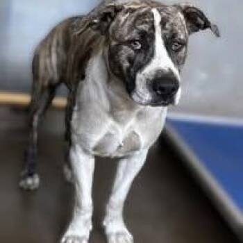 American Staffordshire Terrier Dogs Available for Adoption in Murrieta, California - PATTY POOCH | PetCurious