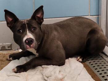 Staffordshire Bull Terrier and Mixed Breed Dogs Available for Adoption - KIMBERLY | PetCurious