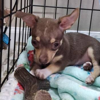 Chihuahua Dogs Available for Adoption in Wake Forest, North Carolina - French Fry | PetCurious