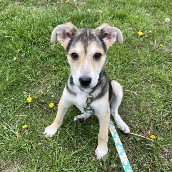 Stormie -  Shepherd and Mixed Breed Dog for Adoption in South Elgin, Illinois - Stormie | PetCurious