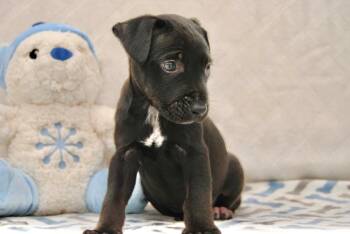 Labrador Retriever Dogs Available for Adoption - SANTIAGO | PetCurious