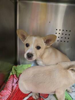 A779520 -  French Bulldog and Chihuahua Dog for Adoption in Rancho Cucamonga, California - A779520 | PetCurious
