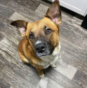 Shepherd Dogs Available for Adoption - Mapco | PetCurious