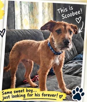 Scoobee -  Border Terrier and Irish Terrier Dog for Adoption in Miami Gardens, Florida - Scoobee | PetCurious