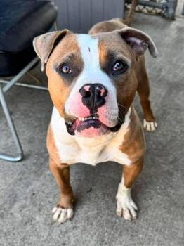 Pit Bull Terrier Dogs Available for Adoption in Chicago, Illinois - Chopper | PetCurious